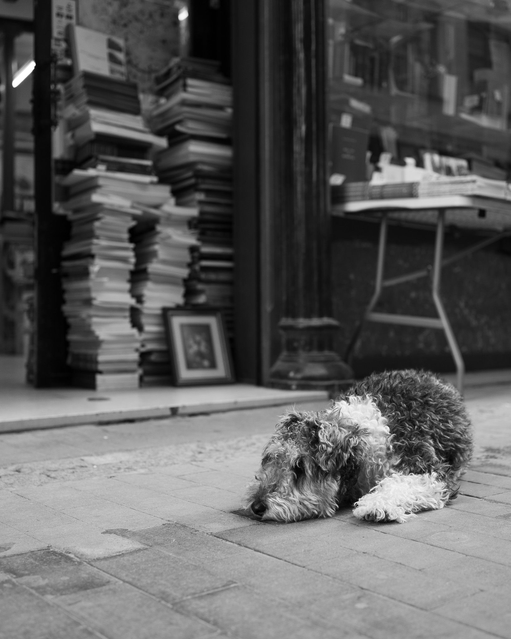 Curly-haired dog lying in front of a bookshop with stacks of books in Valencia