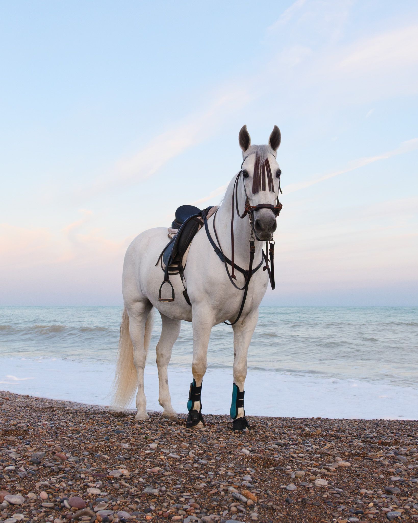 Saddled white horse on pebbles facing the Mediterranean Sea in Valencia