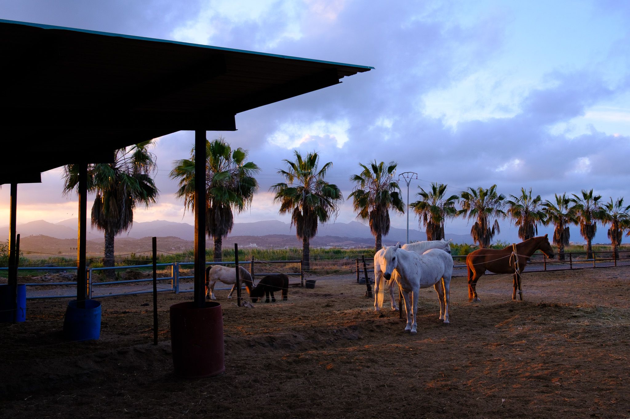 Group of horses in a corral at sunset with a white horse lit up in the Valencian farmland